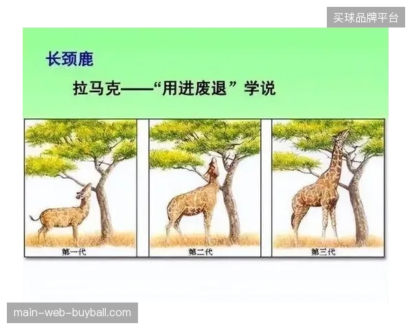 2026年世界杯运营赛道将演化为以空间模块为基石的会员权益生态